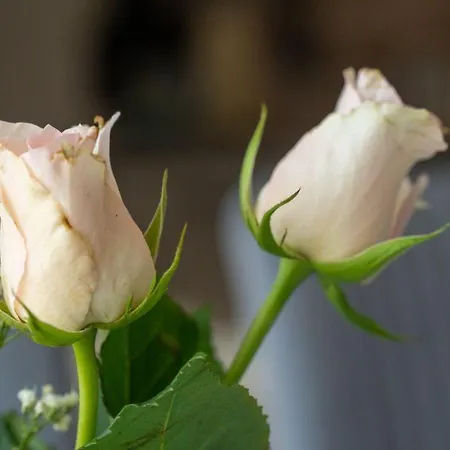 Ferienpark-heiligenhafen-haus-i-wohnung-06-01-kabine-6-01